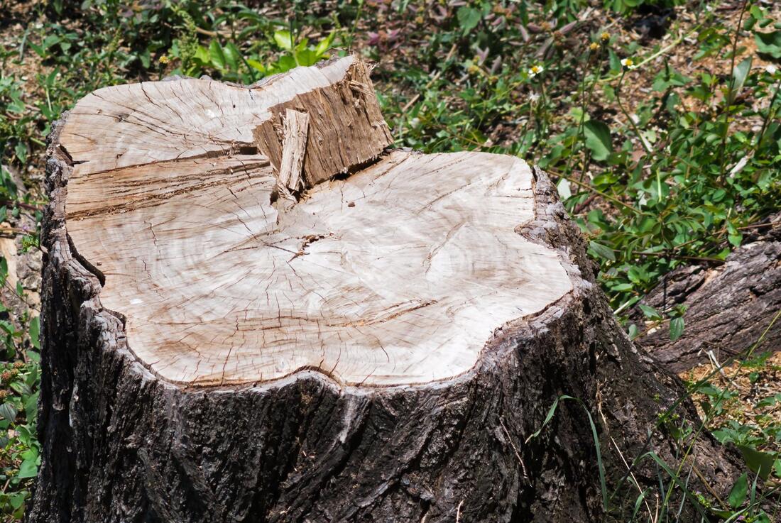 Stump Removal Services | Stump Removal Contractor